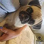 Dog, Pug, Dog breed, Carnivore, Gesture, Companion dog, Fawn, Nail, Snout, Thumb, Human Leg, Wrinkle, Elbow, Canidae, Wrist, Tableware, Working Animal, Comfort, Toy Dog