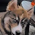 Dog, Dog breed, Carnivore, Whiskers, Companion dog, Fawn, Snout, Canidae, Terrestrial Animal, Furry friends, Canis, Working Animal, Herding Dog, Tail, Tire, Working Dog, Sled Dog, Ancient Dog Breeds