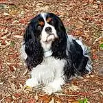 Dog, Dog breed, Carnivore, King Charles Spaniel, Companion dog, Liver, Snout, Grass, Terrestrial Animal, Canidae, Furry friends, Bored, Working Dog, Working Animal, Biting, Spaniel