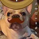 Dog, Dog breed, Ear, Carnivore, Jaw, Working Animal, Fedora, Whiskers, Companion dog, Fawn, Eyewear, Toy Dog, Snout, Chihuahua, Furry friends, Font, Canidae, Moustache, Selfie