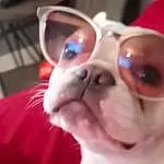 Glasses, Vision Care, Smile, Sunglasses, Carnivore, Felidae, Dog breed, Eyewear, Gesture, Small To Medium-sized Cats, Pink, Whiskers, Fawn, Companion dog, Goggles, Magenta, Fang, Event, Happy, Moustache