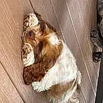 Dog, Felidae, Wood, Liver, Dog breed, Carnivore, Companion dog, Fawn, Pet Supply, Hardwood, Wood Stain, Snout, Spaniel, Working Animal, Tail, Furry friends, Plank, Canidae, Cocker Spaniel