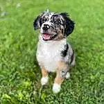Dog, Carnivore, Grass, Dog breed, Plant, Companion dog, Lawn, Toy Dog, Working Animal, Herding Dog, Working Dog, Grassland, Garden, Puppy, Canidae