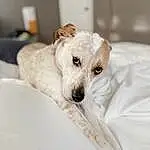 Dog, Eyes, Drinkware, Laptop, Dog breed, Carnivore, Comfort, Whiskers, Ear, Companion dog, Fawn, Couch, Terrestrial Animal, Snout, Working Animal, Terrier, Linens, Canidae, Paw