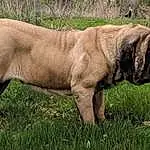 Carnivore, Fawn, Grass, Terrestrial Animal, Dog, Snout, Felidae, Dog breed, Grassland, Big Cats, Wrinkle, Whiskers, Ori-pei, Plant, Furry friends, Natural Material