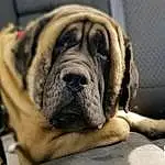 Dog, Dog breed, Carnivore, Companion dog, Fawn, Wrinkle, Snout, Whiskers, Bored, Molosser, Terrestrial Animal, Giant Dog Breed, Canidae, English Mastiff, Biting, Working Dog, Ancient Dog Breeds, Paw, Guard Dog