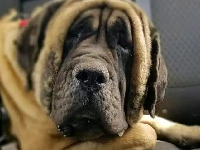 Dog, Dog breed, Carnivore, Companion dog, Fawn, Wrinkle, Snout, Whiskers, Bored, Molosser, Terrestrial Animal, Giant Dog Breed, Canidae, English Mastiff, Biting, Working Dog, Ancient Dog Breeds, Paw, Guard Dog