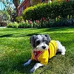 Plant, Dog, Leaf, Dog Supply, Carnivore, Grass, Tree, Working Animal, Toy Dog, Dog breed, Companion dog, Building, Groundcover, Lawn, Dog Clothes, Schnauzer, Garden, Terrier, Shrub, Small Terrier
