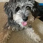 Dog, Working Animal, Carnivore, Dog breed, Companion dog, Toy Dog, Water Dog, Terrier, Snout, Small Terrier, Schnauzer, Canidae, Dog Collar, Shih-poo, Furry friends, Dog Supply, Biewer Terrier, Maltepoo, Yorkipoo