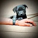 Dog, Dog breed, Comfort, Carnivore, Flash Photography, Gesture, Companion dog, Fawn, Working Animal, Wrist, Tints And Shades, Snout, Human Leg, Nail, Fashion Accessory, Darkness, Canidae, Elbow, Sitting