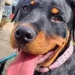 Dog, Carnivore, Dog breed, Companion dog, Collar, Snout, Whiskers, Working Dog, Rottweiler, Working Animal, Canidae, Hound, Guard Dog, Liquid, Hunting Dog