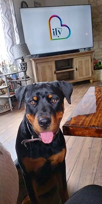 Dog, Dog breed, Carnivore, Working Animal, Companion dog, Rottweiler, Shelf, Collar, Houseplant, Plant, Snout, Wood, Canidae, Hardwood, Chair, Television, Furry friends, Picture Frame