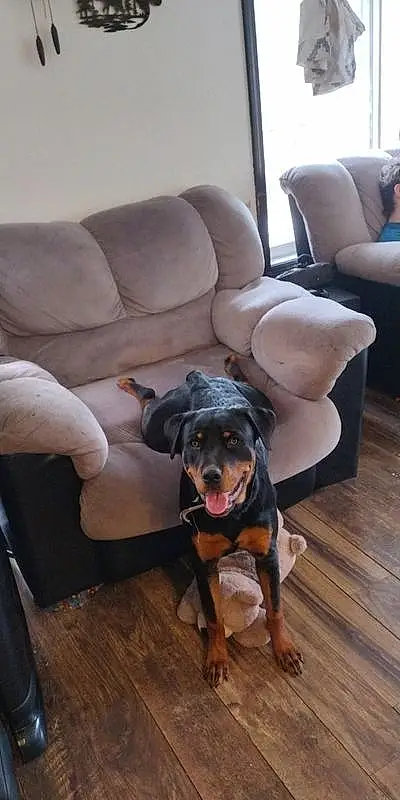 Dog, Couch, Comfort, Wood, Dog breed, Carnivore, Chair, Companion dog, Living Room, Hardwood, Laminate Flooring, Working Animal, Studio Couch, Wood Flooring, Canidae, Armrest, Working Dog