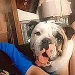 Dog, Dog breed, Carnivore, Companion dog, Fawn, Working Animal, Snout, Canidae, Electric Blue, Puppy love, Comfort, Furry friends, Toy Dog, Bulldog, Non-sporting Group, Working Dog, Whiskers, Selfie