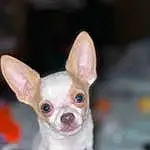 Dog, Carnivore, Dog breed, Ear, Companion dog, Fawn, Whiskers, Toy Dog, Snout, Terrestrial Animal, Working Animal, Chihuahua, Canidae, Furry friends, Russkiy Toy, Dog Supply, Corgi-chihuahua