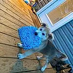 Blue, Dog breed, Wood, Carnivore, Pet Supply, Line, Fawn, Companion dog, Dog, Dog Supply, Electric Blue, Snout, Tail, Furry friends, Mesh, Toy Dog, Terrestrial Animal, Metal, Hardwood, Door