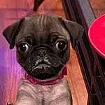Pug, Dog, Dog breed, Carnivore, Companion dog, Fawn, Whiskers, Wrinkle, Toy Dog, Snout, Canidae, Wood, Working Animal, Terrestrial Animal, Non-sporting Group, Magenta, Puppy