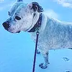 Dog, Snow, Collar, Carnivore, Fawn, Dog breed, Pet Supply, Dog Collar, Working Animal, Sky, Freezing, Winter, Cloud, Dog Supply, Slope, Canidae, Working Dog, Electric Blue, Non-sporting Group