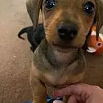 Dog, Carnivore, Dog breed, Liver, Fawn, Ear, Snout, Working Animal, Companion dog, Hound, Whiskers, Nail, Selfie, Thumb, Terrestrial Animal, Furry friends, Paw