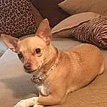 Dog, Couch, Dog breed, Carnivore, Ear, Chihuahua, Working Animal, Fawn, Companion dog, Whiskers, Toy Dog, Comfort, Wood, Snout, Collar, Furry friends, Russkiy Toy, Dog Supply, Canidae