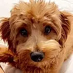 Dog, Dog breed, Carnivore, Companion dog, Liver, Snout, Water Dog, Toy Dog, Furry friends, Working Animal, Terrier, Maltepoo, Poodle, Yorkipoo
