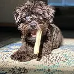 Dog, Water Dog, Dog breed, Carnivore, Companion dog, Snout, Terrier, Terrestrial Animal, Canidae, Furry friends, Working Animal, Claw, Toy Dog, Puppy, Non-sporting Group, Small Terrier, Dog Supply