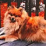 Dog, Dog breed, Spitz, Orange, Carnivore, Whiskers, Plant, German Spitz, Companion dog, Fawn, Polka Dot, Toy Dog, Snout, Canidae, Window, Furry friends, Liver, Working Animal, Fashion Accessory
