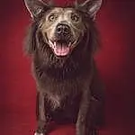 Dog, Dog breed, Carnivore, Flash Photography, Whiskers, Fang, Companion dog, Snout, Canidae, Furry friends, Darkness, Working Animal, Working Dog, Felidae, Terrestrial Animal, Non-sporting Group, Ancient Dog Breeds