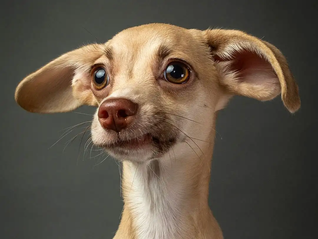 Dog, Carnivore, Dog breed, Whiskers, Fawn, Companion dog, Ear, Chihuahua, Snout, Terrestrial Animal, Toy Dog, Working Animal, Canidae, Russkiy Toy, Furry friends, Sighthound