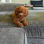 Dog, Couch, Furniture, Toy, Textile, Carnivore, Chair, Comfort, Companion dog, Fawn, Dog breed, Water Dog, Wood, Liver, Stuffed Toy, Toy Dog, Linens, Teddy Bear, Poodle