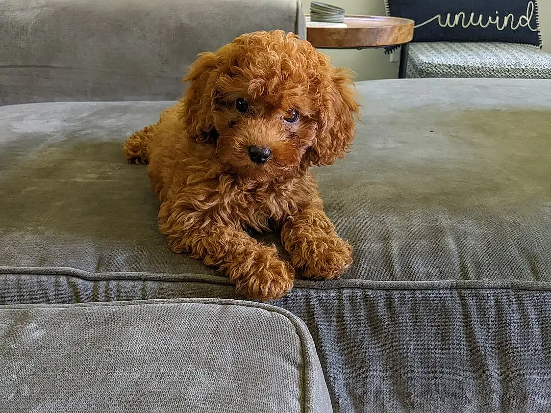 Dog, Couch, Furniture, Toy, Textile, Carnivore, Chair, Comfort, Companion dog, Fawn, Dog breed, Water Dog, Wood, Liver, Stuffed Toy, Toy Dog, Linens, Teddy Bear, Poodle