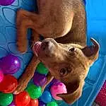Dog, Blue, Dog Supply, Carnivore, Balloon, Fawn, Dog breed, Working Animal, Companion dog, Snout, Toy, Event, Fun, Pet Supply, Leisure, Play, Ball, Party Supply, Recreation