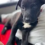 Dog, Dog breed, Carnivore, Black, Working Animal, Whiskers, Companion dog, Fawn, Snout, Toy Dog, Terrestrial Animal, Borador, Canidae, Furry friends, Watch, Comfort, Pet Supply, Non-sporting Group