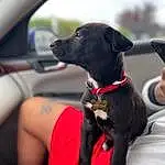 Dog, Carnivore, Collar, Vehicle, Dog breed, Car, Fawn, Dog Collar, Companion dog, Hat, Snout, Steering Wheel, Personal Luxury Car, Automotive Mirror, Auto Part, Leash, Gun Dog, Working Animal, Comfort