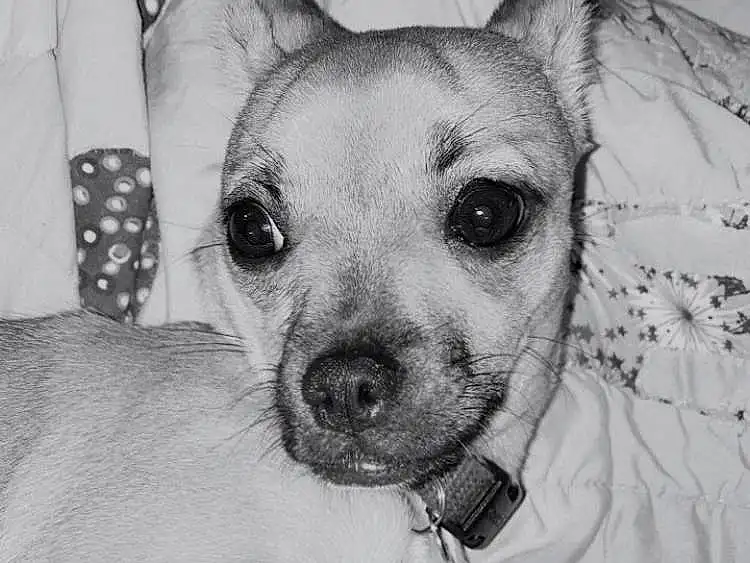 Head, Dog, Carnivore, Dog breed, Ear, Comfort, Whiskers, Chihuahua, Fawn, Companion dog, Toy Dog, Snout, Working Animal, Furry friends, Monochrome, Canidae, Linens, Black & White, Chest