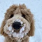 Head, Dog, Snow, Carnivore, Dog breed, Companion dog, Ear, Working Animal, Snout, Winter, Water Dog, Furry friends, Canidae, Toy, Door, Wool, Maltepoo, Dog Collar, Stuffed Toy