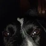 Dog, Dog breed, Carnivore, Whiskers, Companion dog, Snout, Darkness, Working Animal, Bored, Furry friends, Terrestrial Animal, Black & White, Canidae, Night, Working Dog, Herding Dog