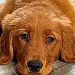 Brown, Dog, Carnivore, Dog breed, Liver, Companion dog, Fawn, Wood, Whiskers, Snout, Working Animal, Furry friends, Gun Dog, Canidae, Retriever, Puppy, Ancient Dog Breeds, Working Dog, Terrestrial Animal