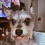 Dog, Carnivore, Dog breed, Ear, Fawn, Working Animal, Companion dog, Snout, Door, Terrestrial Animal, Toy Dog, Television, Terrier, Small Terrier, Furry friends, Whiskers, Picture Frame, Working Terrier, Biewer Terrier