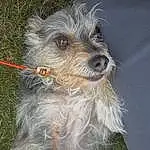 Dog, Carnivore, Dog breed, Companion dog, Working Animal, Terrier, Small Terrier, Water Dog, Canidae, Biewer Terrier, Grass