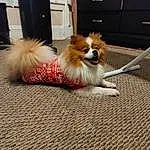 Dog, Dog Supply, Carnivore, Spitz, Dog breed, Tire, Fawn, Companion dog, Toy Dog, German Spitz, Whiskers, Road Surface, German Spitz Klein, Door, Tail, Polka Dot, Snout, Wheel