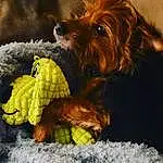 Dog, Corn On The Cob, Carnivore, Corn, Dog breed, Liver, Companion dog, Snout, Sweet Corn, Toy Dog, Working Animal, Dog Supply, Zingiber, Tennis Ball, Paw, Furry friends, Terrier, Recipe, Dog Toy