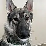 Dog, Eyes, Dog breed, Carnivore, Jaw, Grey, Whiskers, Collar, Companion dog, Snout, Working Animal, Terrestrial Animal, Canidae, Canis, Furry friends, East-european Shepherd, Working Dog, Wolf
