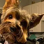 Dog, Dog breed, Carnivore, Companion dog, Toy Dog, Liver, Snout, Small Terrier, Canidae, Furry friends, Working Animal, Terrier, Biewer Terrier, Yorkshire Terrier, Yorkipoo, Australian Silky Terrier, Puppy, Australian Terrier