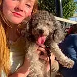 Dog, Smile, Dog breed, Carnivore, Water Dog, Companion dog, Happy, Fun, Poodle, Toy Dog, Event, Furry friends, Terrier, Canidae, Maltepoo, Tree, Labradoodle, Child, Poodle Crossbreed