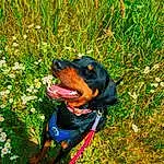 Dog, Plant, Flower, Green, Dog breed, Collar, Carnivore, Grass, Companion dog, People In Nature, Dog Collar, Hound, Dog Supply, Personal Protective Equipment, Working Animal, Canidae, Happy, Guard Dog, Working Dog