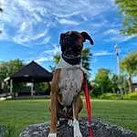 Dog, Cloud, Sky, Plant, Carnivore, Dog breed, Pet Supply, Tree, Working Animal, Companion dog, Fawn, Collar, Grass, Dog Collar, Snout, Liver, Dog Supply, Canidae, Tail
