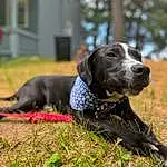 Dog, Carnivore, Collar, Dog breed, Whiskers, Grass, Gun Dog, Plant, Companion dog, Tree, Dog Collar, Pointing Breed, Working Animal, Retriever, German Shorthaired Pointer, Guard Dog, Window, Personal Protective Equipment, Liver