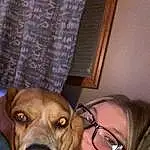 Nose, Dog, Dog breed, Ear, Carnivore, Jaw, Whiskers, Iris, Companion dog, Fawn, Curtain, Working Animal, Snout, Selfie, Happy, Canidae, Liver, Furry friends, Scent Hound
