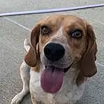 Dog, Carnivore, Dog breed, Scent Hound, Companion dog, Fawn, Liver, Whiskers, Hound, Snout, Canidae, Road Surface, Terrestrial Animal, Working Animal, Paw, Furry friends, Hunting Dog, Gun Dog